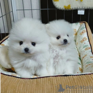 Photo №2 to announcement № 73994 for the sale of pomeranian - buy in Germany private announcement