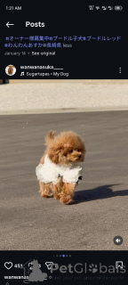 Photo №1. poodle (toy) - for sale in the city of Hamburg | negotiated | Announcement № 163988