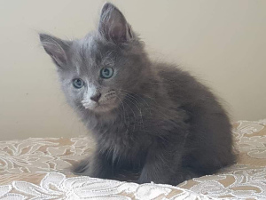 Photo №1. nebelung - for sale in the city of Novokuznetsk | 164$ | Announcement № 604