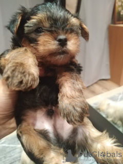 Additional photos: Baby-face Yorkie puppies are completely ready to go.