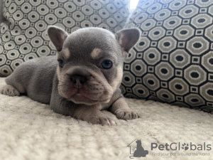 Photo №2 to announcement № 120944 for the sale of french bulldog - buy in United States private announcement