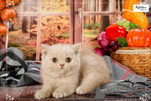 Photo №2 to announcement № 165887 for the sale of british shorthair - buy in Germany breeder