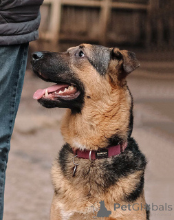 Photo №4. I will sell non-pedigree dogs in the city of St. Petersburg. private announcement - price - Is free