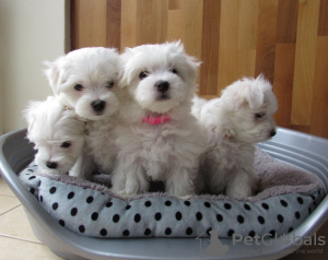 Photo №3. Clean Healthy Maltese puppies for adoption. Germany