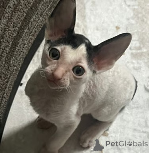 Photo №2 to announcement № 173132 for the sale of cornish rex - buy in Monaco private announcement, breeder