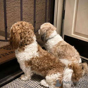 Photo №4. I will sell shih tzu in the city of Дортмунд. breeder - price - 376$