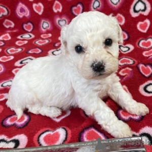 Photo №1. bichon frise - for sale in the city of Texas City | negotiated | Announcement № 105491