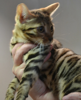 Photo №4. I will sell bengal cat in the city of Kamenskoe. breeder - price - 500$