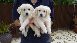 Photo №1. golden retriever - for sale in the city of Everton | negotiated | Announcement № 47604