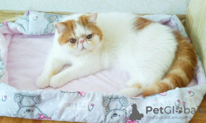 Photo №4. I will sell exotic shorthair in the city of Minsk. breeder - price - 1057$