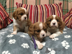 Photo №1. cavalier king charles spaniel - for sale in the city of Birkirkara | 634$ | Announcement № 85907