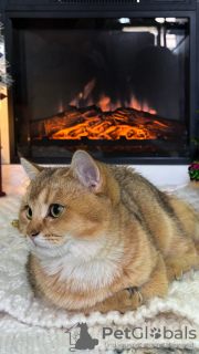 Additional photos: British golden chinchilla