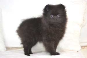 Photo №4. I will sell pomeranian in the city of St. Petersburg. from nursery, breeder - price - 448$