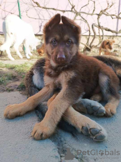 Photo №3. Brown German Shepherd puppies. Serbia