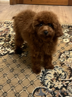 Photo №3. Toy poodle 8 months/male. Ukraine