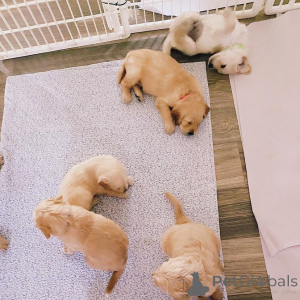 Photo №3. Goldendoodle puppies for sale. Germany