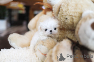 Photo №2 to announcement № 155004 for the sale of maltese dog - buy in United States breeder