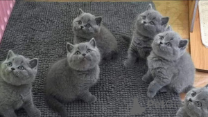 Photo №1. british shorthair - for sale in the city of Sydney | negotiated | Announcement № 19439