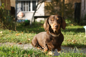 Photo №1. dachshund - for sale in the city of Munich | 423$ | Announcement № 105364