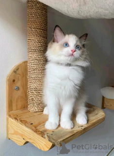 Photo №2 to announcement № 121719 for the sale of ragdoll - buy in Russian Federation breeder