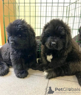 Photo №1. newfoundland dog - for sale in the city of Emilianów | 380$ | Announcement № 13593