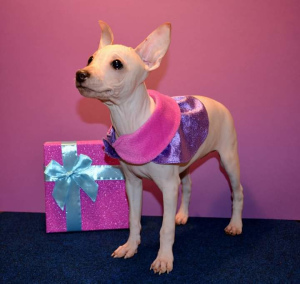 Photo №2 to announcement № 4231 for the sale of american hairless terrier - buy in Russian Federation from nursery, breeder