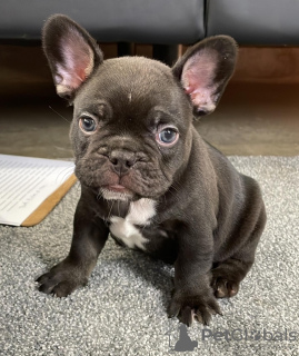 Photo №1. french bulldog - for sale in the city of Pärnu | negotiated | Announcement № 127744