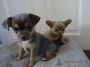 Photo №2 to announcement № 167483 for the sale of chihuahua - buy in Denmark private announcement, breeder