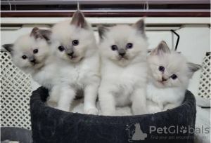 Photo №1. ragdoll - for sale in the city of Nuremberg | 370$ | Announcement № 103792