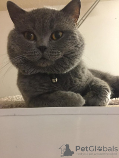 Photo №2 to announcement № 28799 for the sale of british shorthair - buy in United Kingdom 