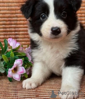 Photo №4. I will sell welsh corgi in the city of Wiener Neustadt. breeder - price - 306$