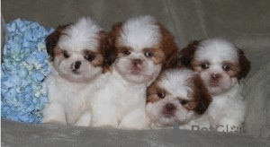 Photo №1. shih tzu - for sale in the city of Ducherow | 317$ | Announcement № 119066