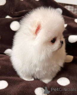 Photo №3. Szczenięta pomeraniana do adopcji, bardzo przyjazne dla dzieci i innych. Poland