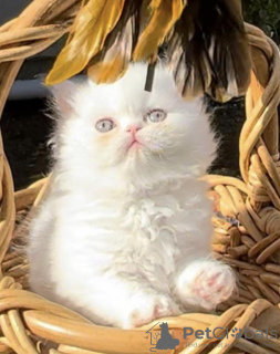 Photo №1. persian cat - for sale in the city of Siegburg | 264$ | Announcement № 121675