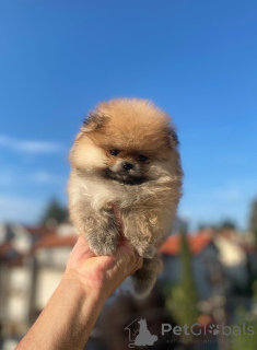 Photo №3. Pomeranian Purebred, Dwarf. Serbia