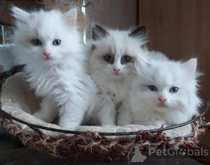 Photo №1. ragdoll - for sale in the city of Utrecht | Is free | Announcement № 159207