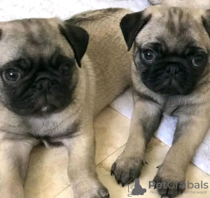 Photo №1. pug - for sale in the city of Swansea | 423$ | Announcement № 13490