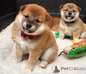 Photo №1. shiba inu - for sale in the city of Paris | 723$ | Announcement № 160978