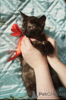 Photo №4. I will sell domestic cat in the city of Minsk. private announcement - price - Is free