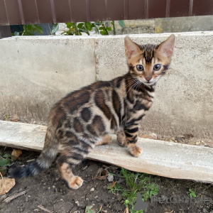 Photo №1. bengal cat - for sale in the city of Florida | negotiated | Announcement № 26770
