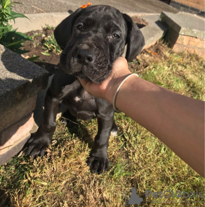 Photo №1. great dane - for sale in the city of Kežmarok | 364$ | Announcement № 28997