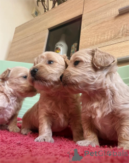 Photo №1. maltipu - for sale in the city of DESUU-ROXLAU | 361$ | Announcement № 154437