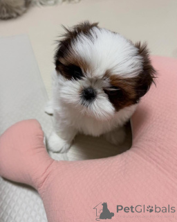 Photo №3. Entzückende Shih-Tzu-Welpen suchen ein liebevolles Zuhause!. Germany