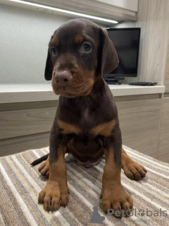 Photo №1. dobermann - for sale in the city of Siteki | 380$ | Announcement № 18758