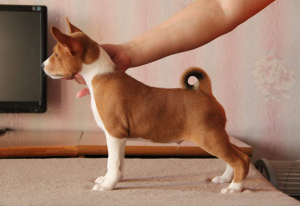 Photo №1. basenji - for sale in the city of Yekaterinburg | Negotiated | Announcement № 4926