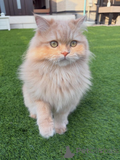 Photo №1. siberian cat - for sale in the city of Egilsstaðir | negotiated | Announcement № 158457