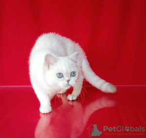 Photo №1. british shorthair - for sale in the city of Rovinari | negotiated | Announcement № 13856