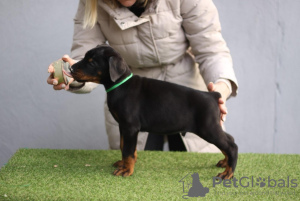 Additional photos: Doberman puppies