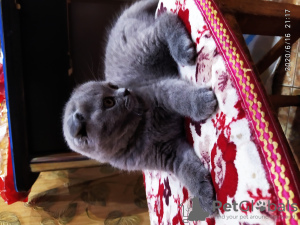 Photo №4. I will sell scottish fold in the city of Москва. private announcement - price - 274$