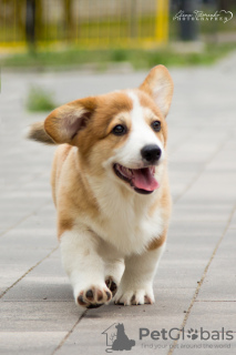 Photo №1. welsh corgi - for sale in the city of Mariupol | negotiated | Announcement № 63370